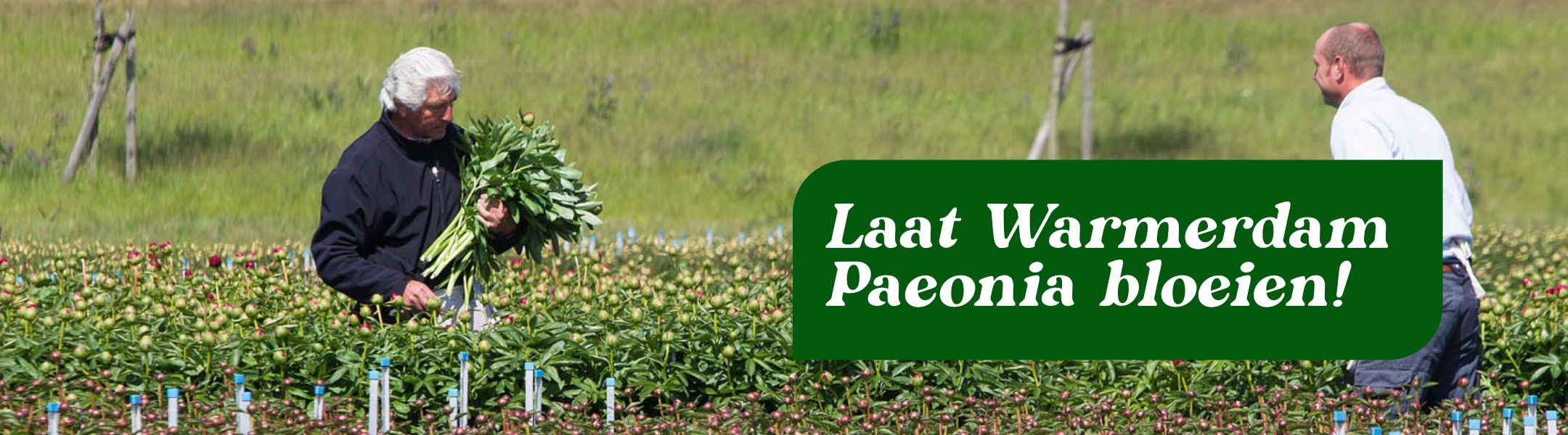 Vacatures - Warmerdam Paeonia